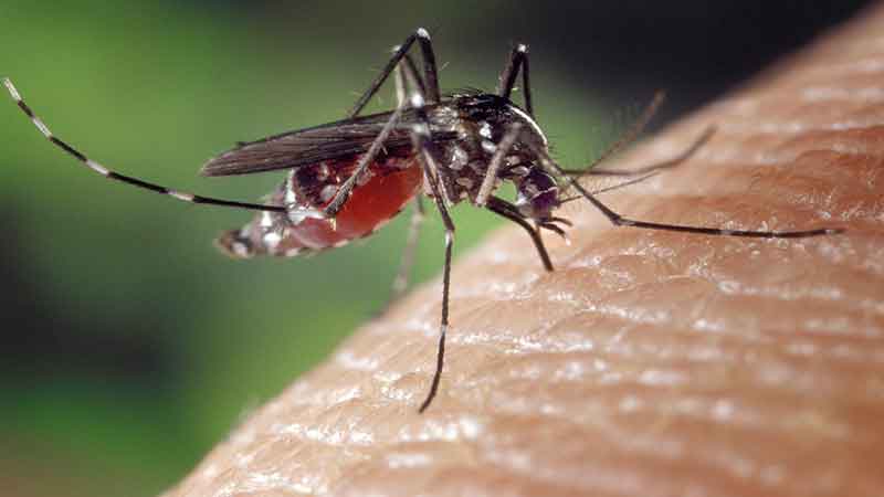 Da li su rolo komarnici za vrata dobra zaštita od komaraca?